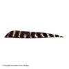 Bearpaw 4" Parabolic Natural Barred Feather -Archery Equipment Store 6140108